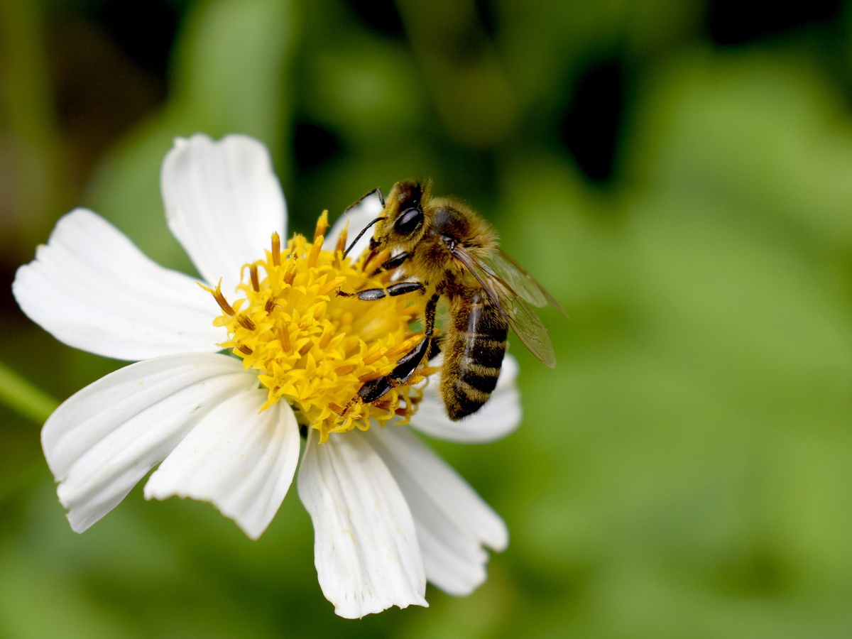 Bayerische Landtag hat am 17. Juli 2019 den Gesetzesvorschlag des Volksbegehrens "Rettet die Bienen!" angenommen. (Foto: gem)