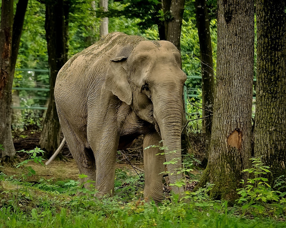 Ein indischer Elefant. (Foto: gem)